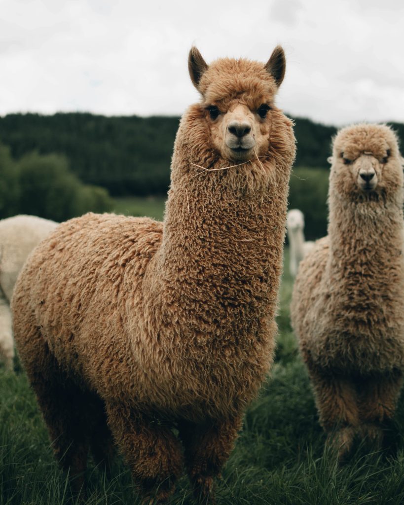 Treeside Alpacas Leeds 